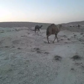 düýe köşekli