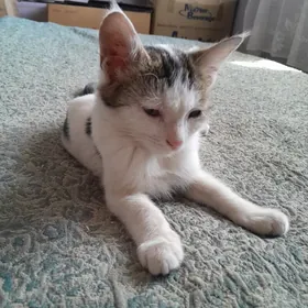 кузя ласковый  котик
