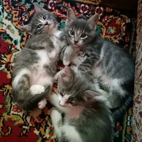 домашние котята