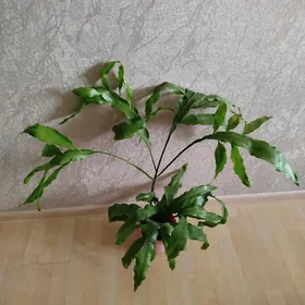 цветы