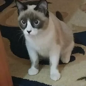 кошка