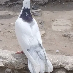 Голубь