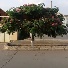 Baglar