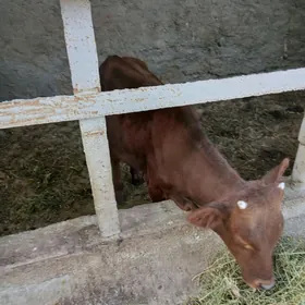 SATLYK ÖKÙZ IKI SANY