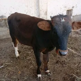 Ökuzçe