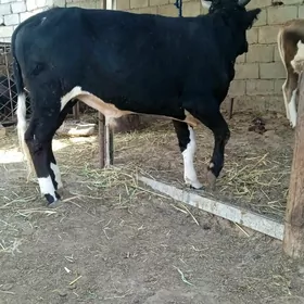 ökuz