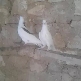 kepderi