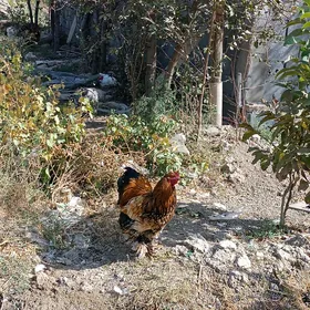 brama laset horaz