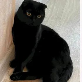 кошка pisik