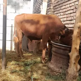 öküz