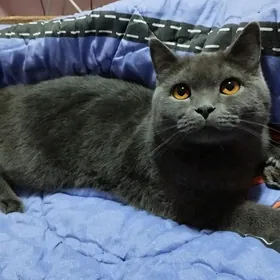 британский парода