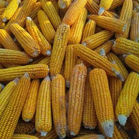 mekge