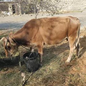 agyr bogaz sygyr