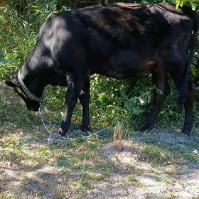 parodny unajyn ve öküzçe