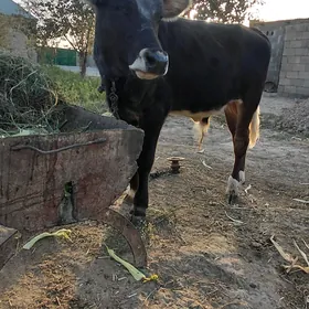 Okuzce