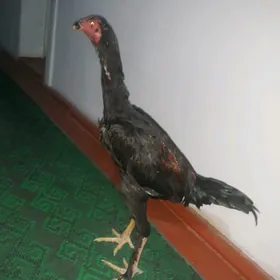 horaz