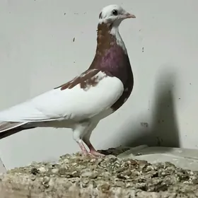 Kepderi
