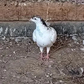 Kepder