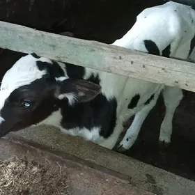 okuzçe