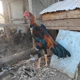 horaz