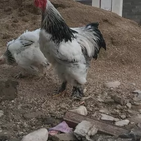 cil brama