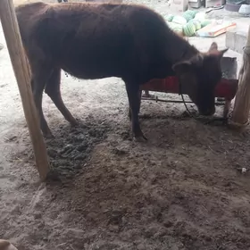 Tüwe