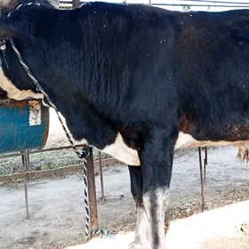Baklyk okuzler 2×125 mln