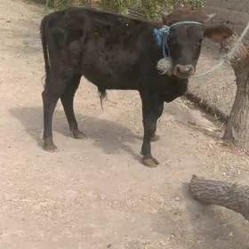 öküz