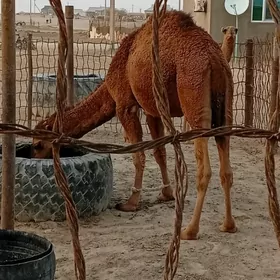 Ogşuk