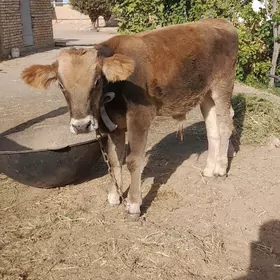 ÖküxÖküz