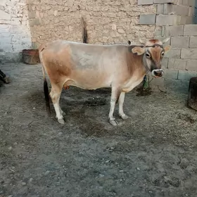 sygyr