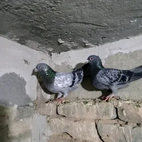 Kepderi