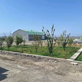 Satlyk Tayyn bigness 1.gekdar