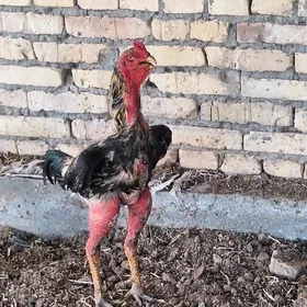Kürk induk ili towuk gerek