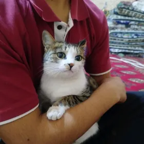 pişik 