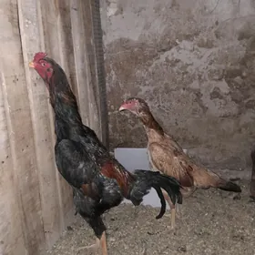 Taşgent horaz towuk