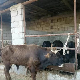 okuz 3si bile