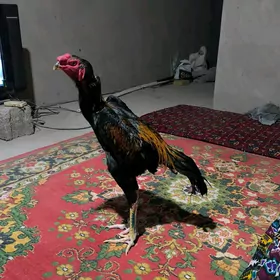 horaz