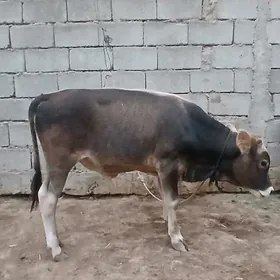 gole okuz