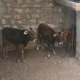göle