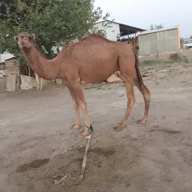 Ogşuk