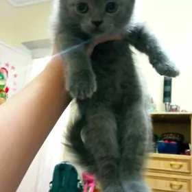 продаётся котёнок