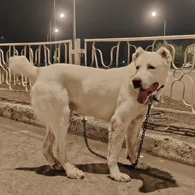 alabaý