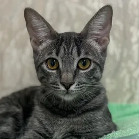 Девочка подросток