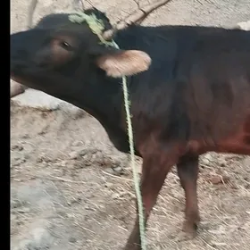 ala tuwe