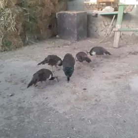 tawus guşy