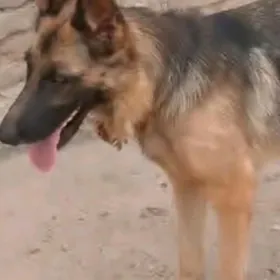 ПРОПАЛО СОБАКА ИТ ЙИТТИ.