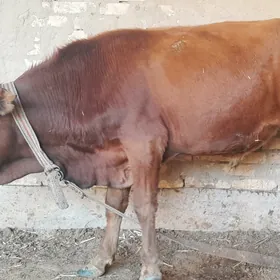 ÖKÜZ
