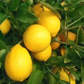 Limon şitil