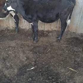Paroda Gulajyn 1 yasap baryan